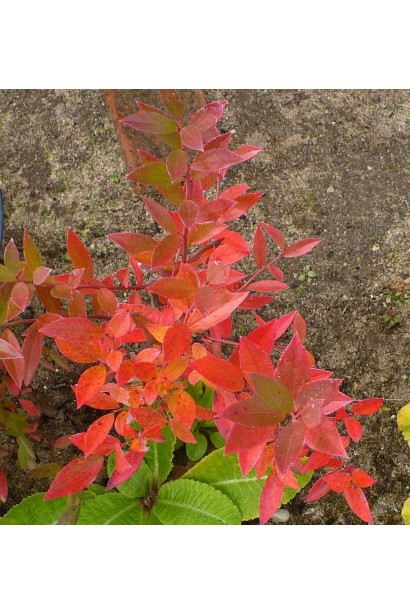 Лохина Пінк Лимонад  забарвлення листя восени